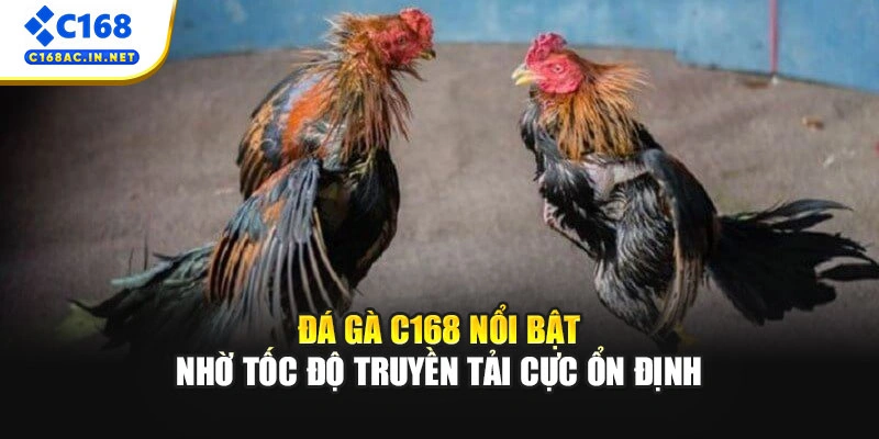 Đá gà C168 nổi bật nhờ tốc độ truyền tải cực ổn định
