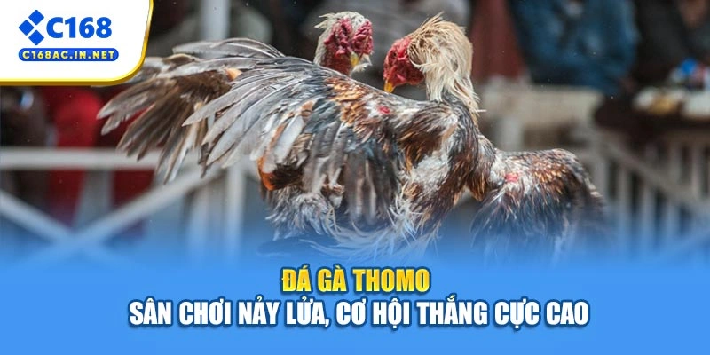 Đá Gà Thomo - Sân Chơi Nảy Lửa, Cơ Hội Thắng Cực Cao 1 Đá Gà Thomo - Sân Chơi Nảy Lửa, Cơ Hội Thắng Cực Cao